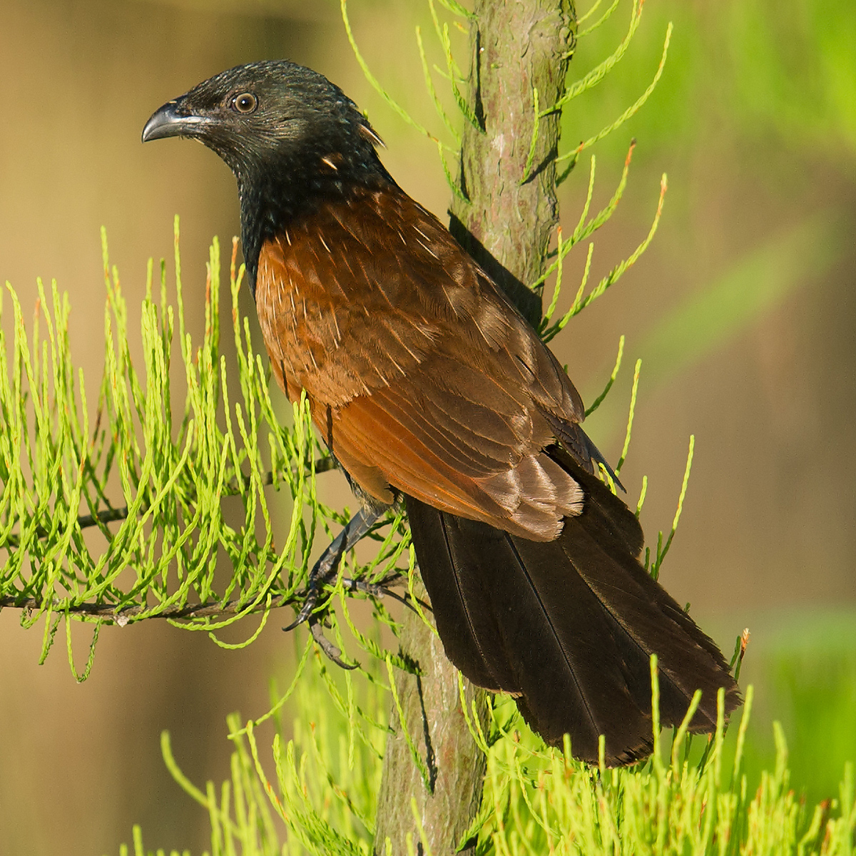 Lesser Coucal