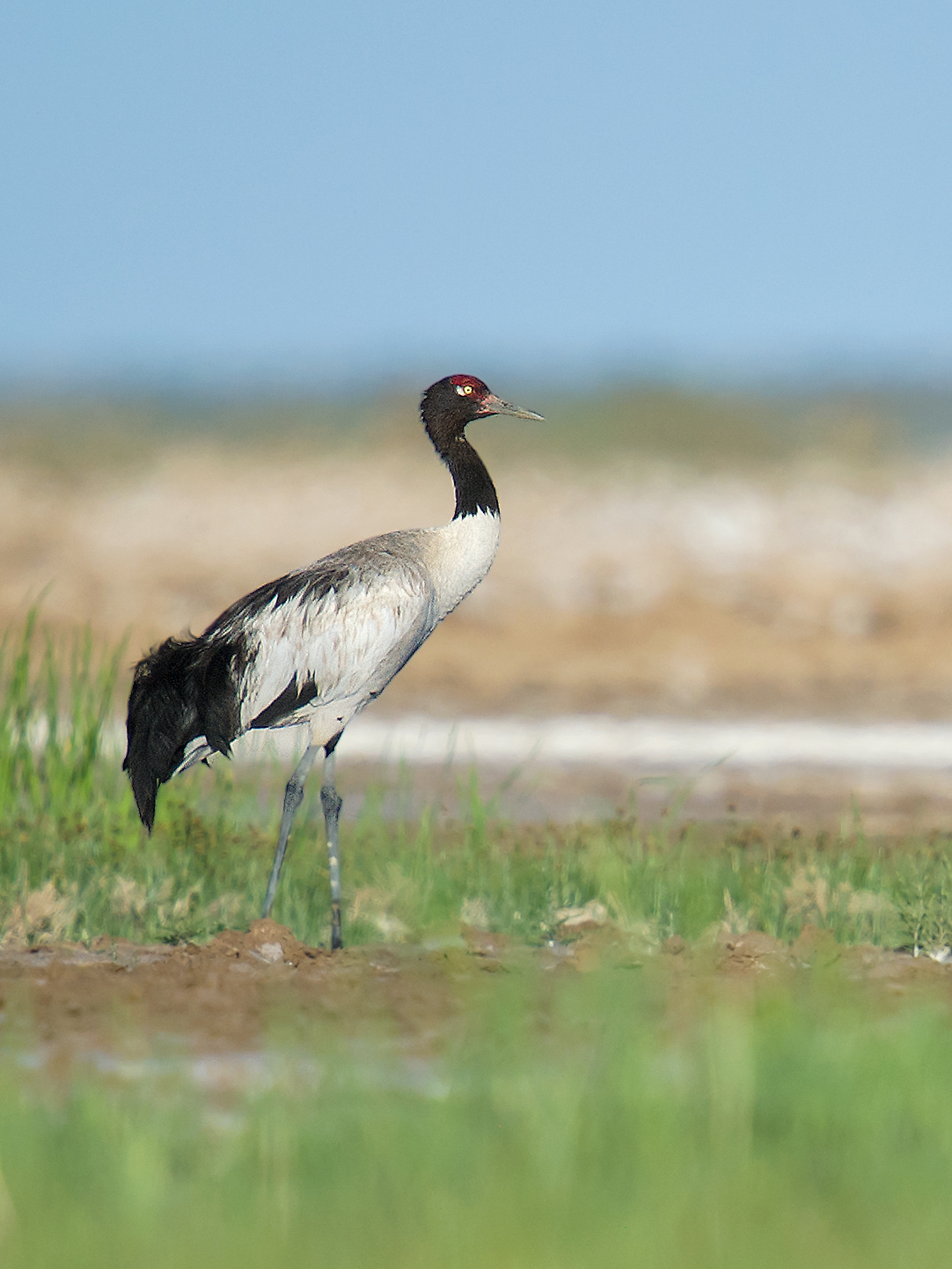 Black-necked Crane