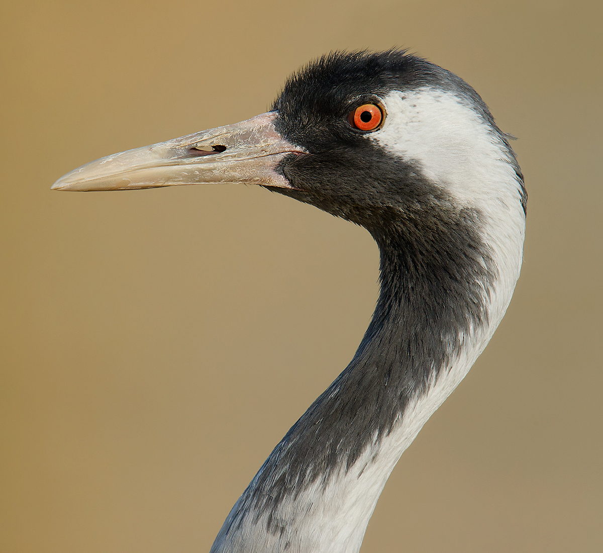 Common Crane