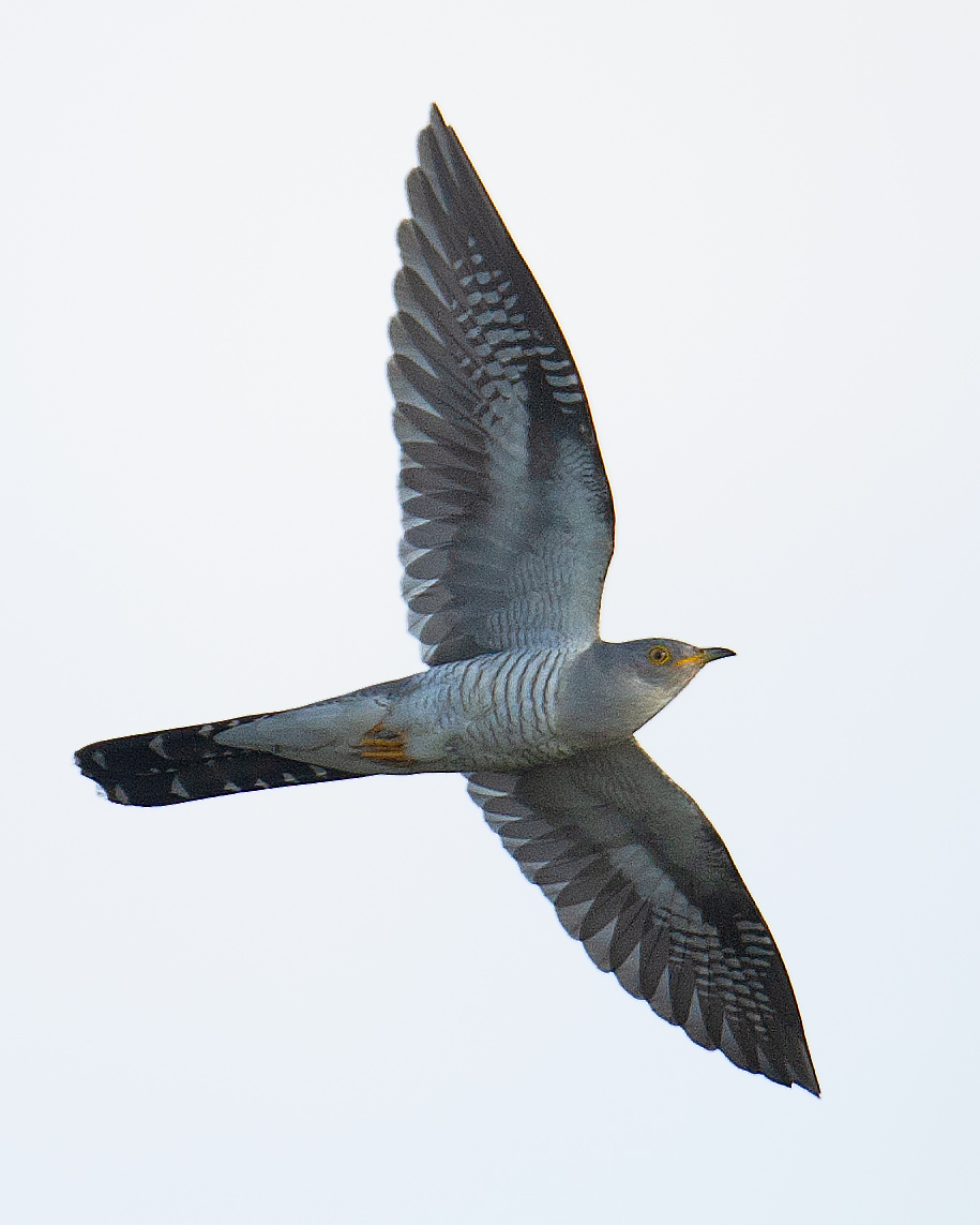 Common Cuckoo