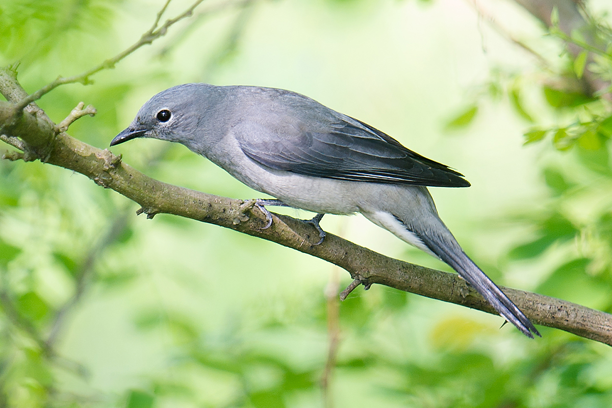 Black-winged Cuckooshrike