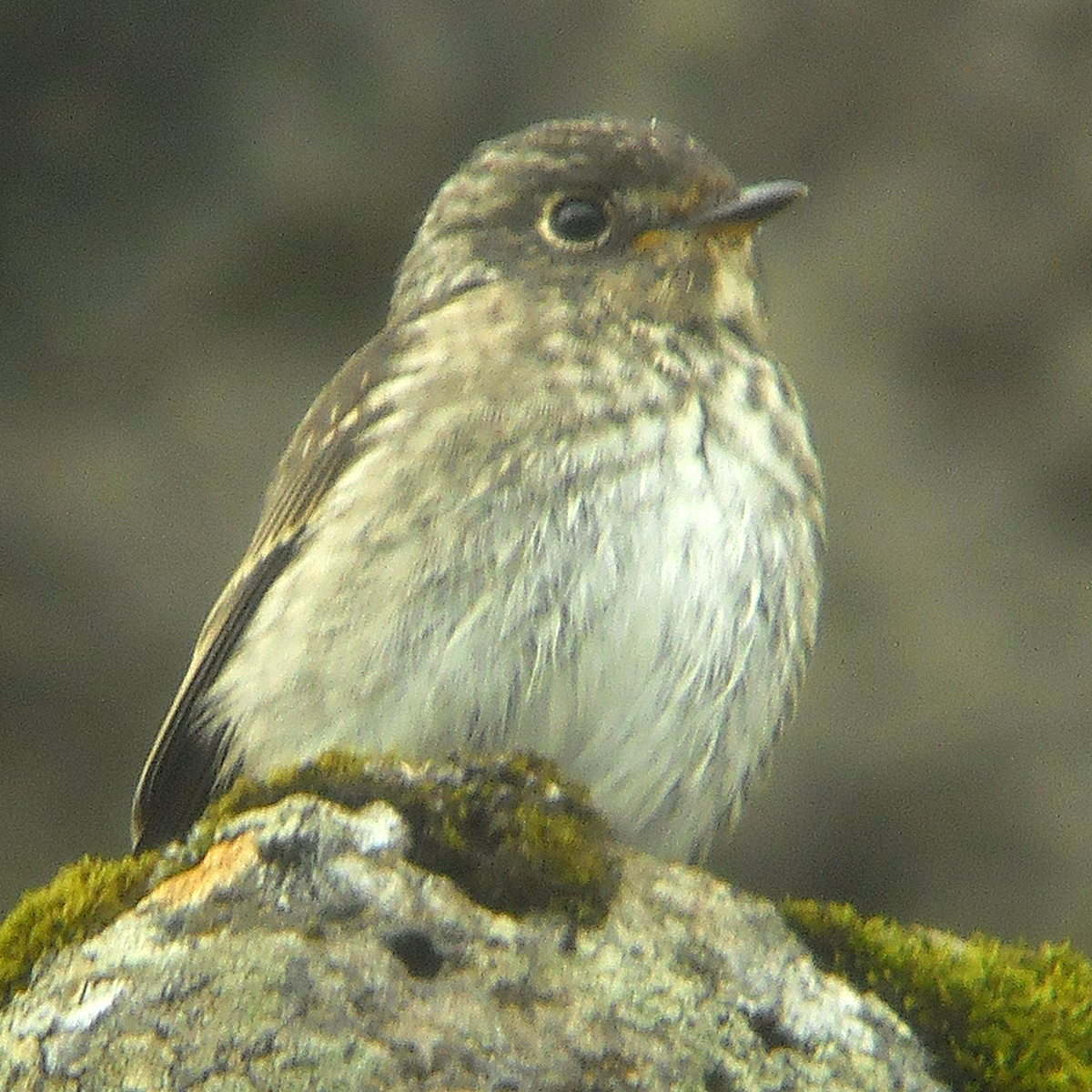 Dark-sided Flycatcher