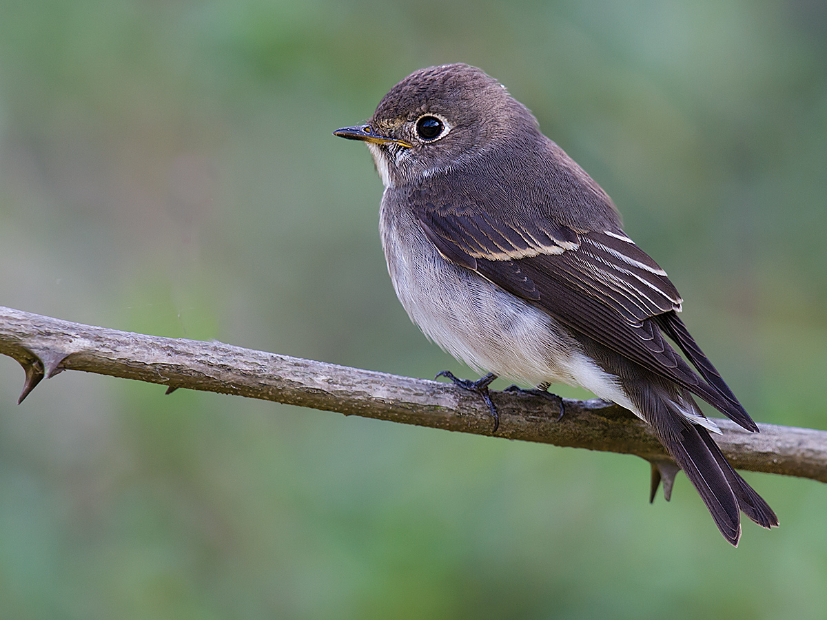 Dark-sided Flycatcher