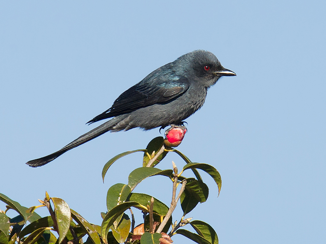 Ashy Drongo ssp. hopwoodi