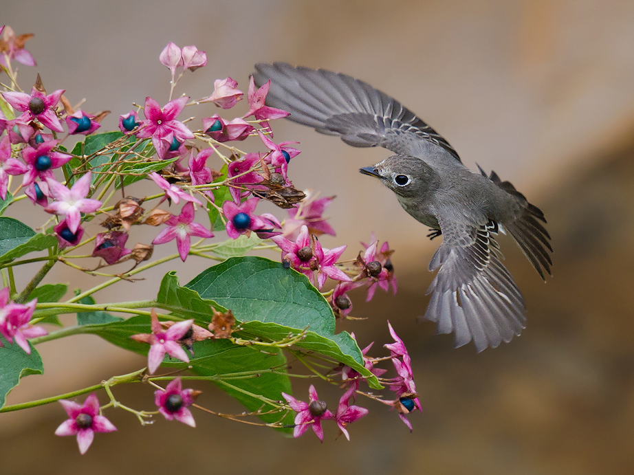 Asian Brown Flycatcher