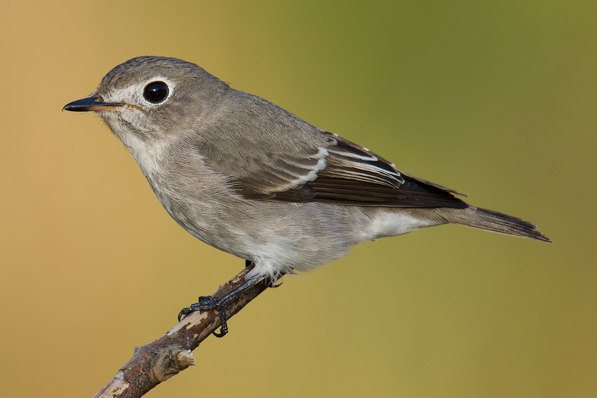 Asian Brown Flycatcher