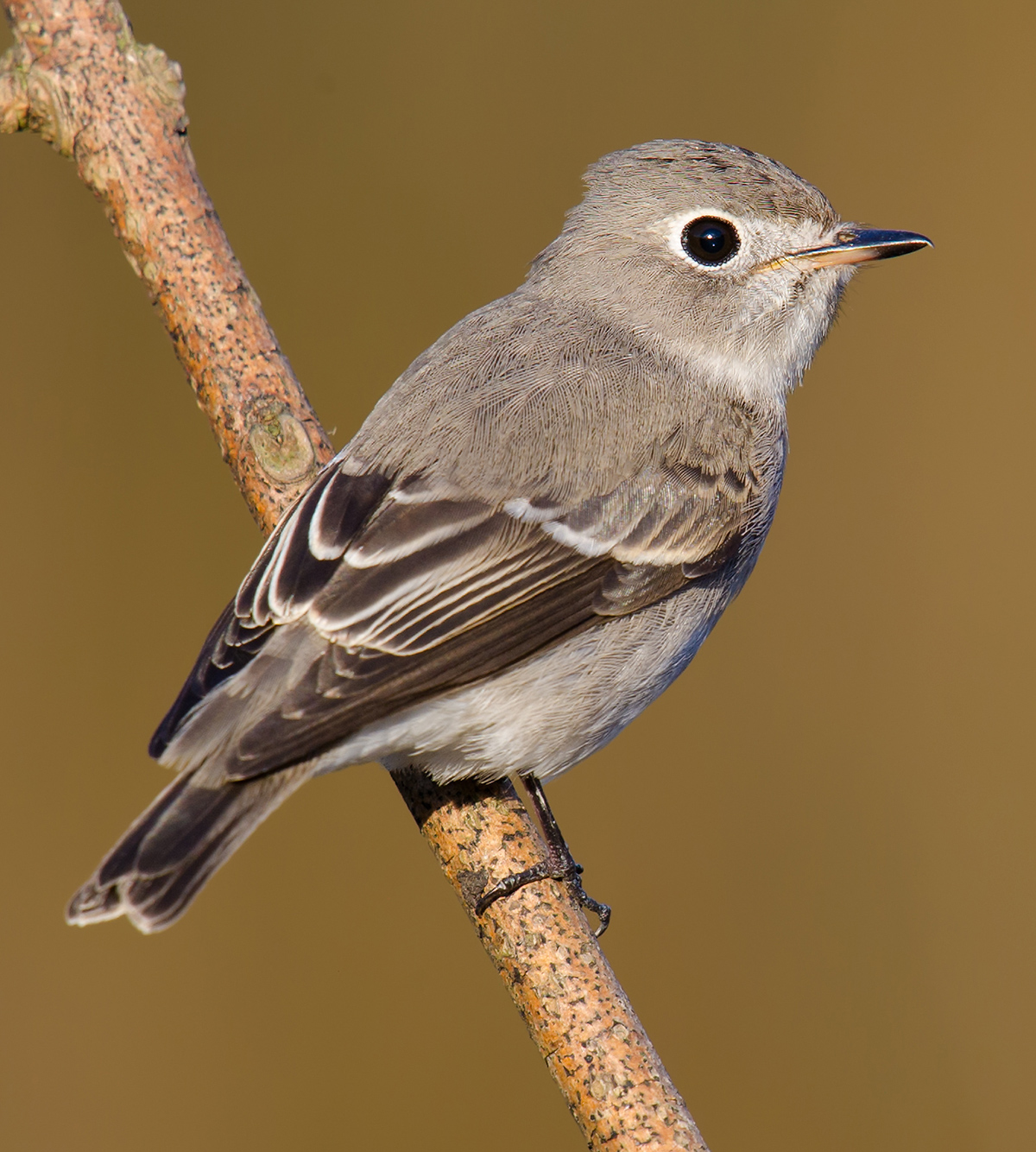 Asian Brown Flycatcher