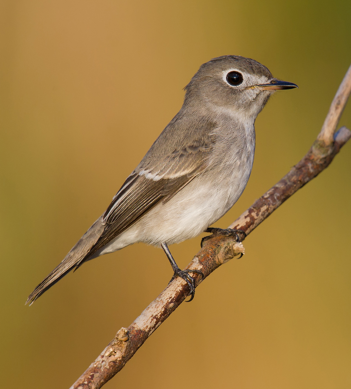 Asian Brown Flycatcher