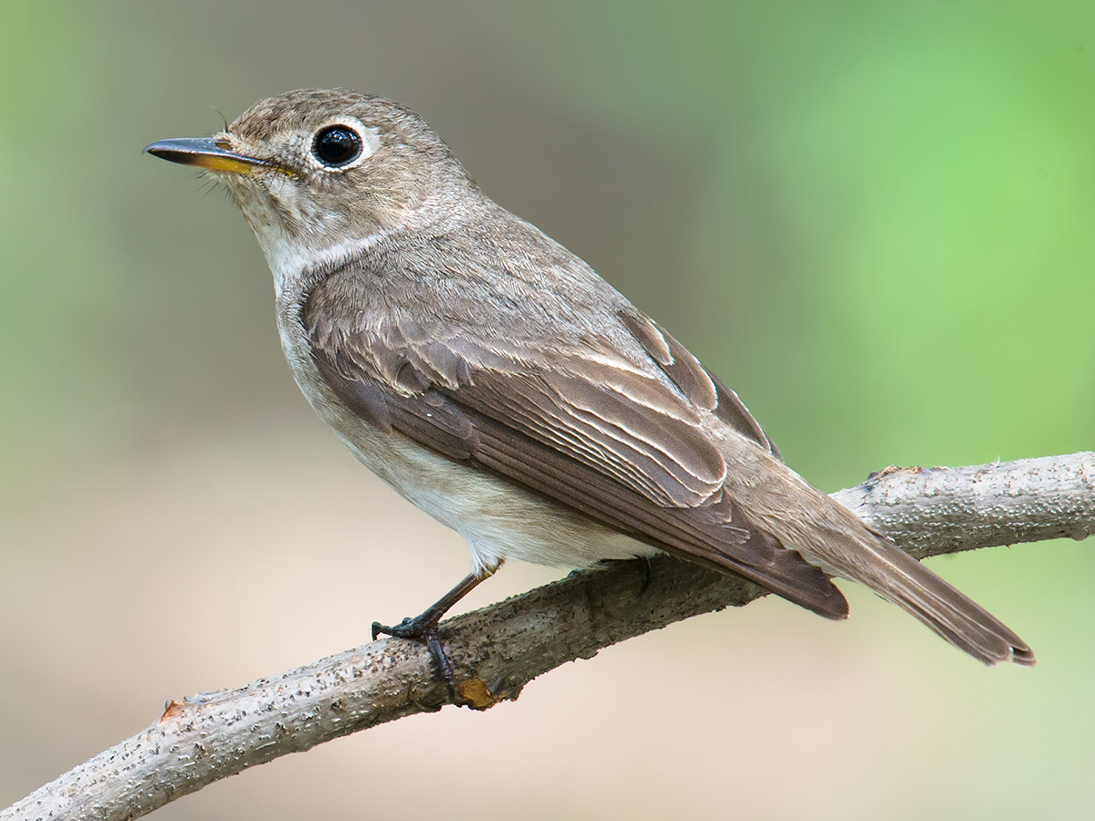 Asian Brown Flycatcher