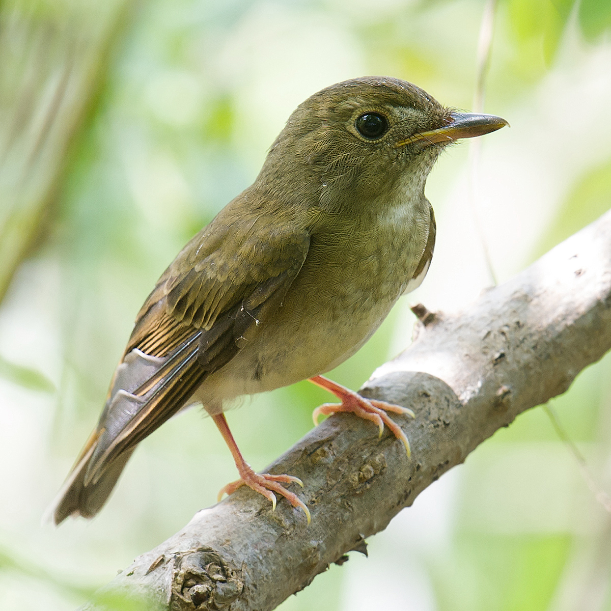 Brown-chested Jungle Flycatcher