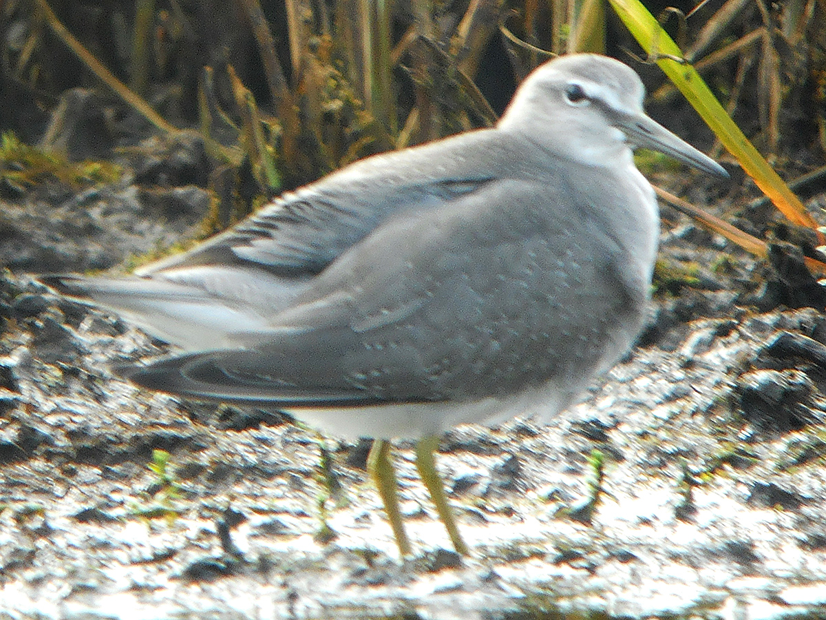 Grey-tailed Tattler