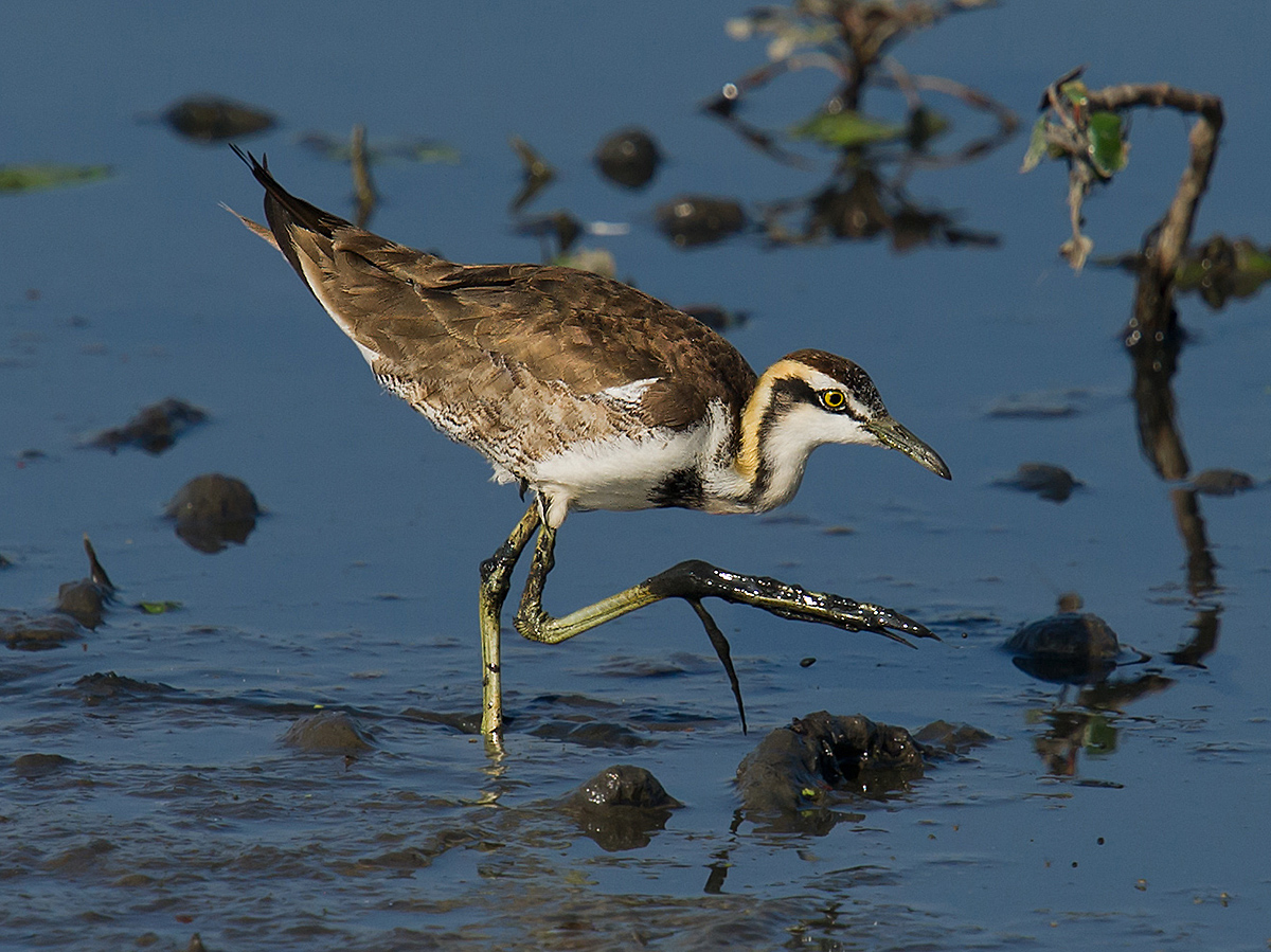 Pheasant-tailed Jacana