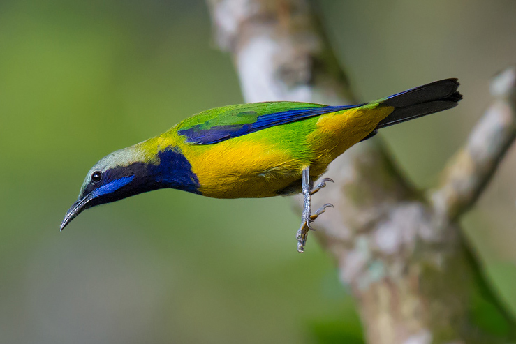 Orange-bellied Leafbird