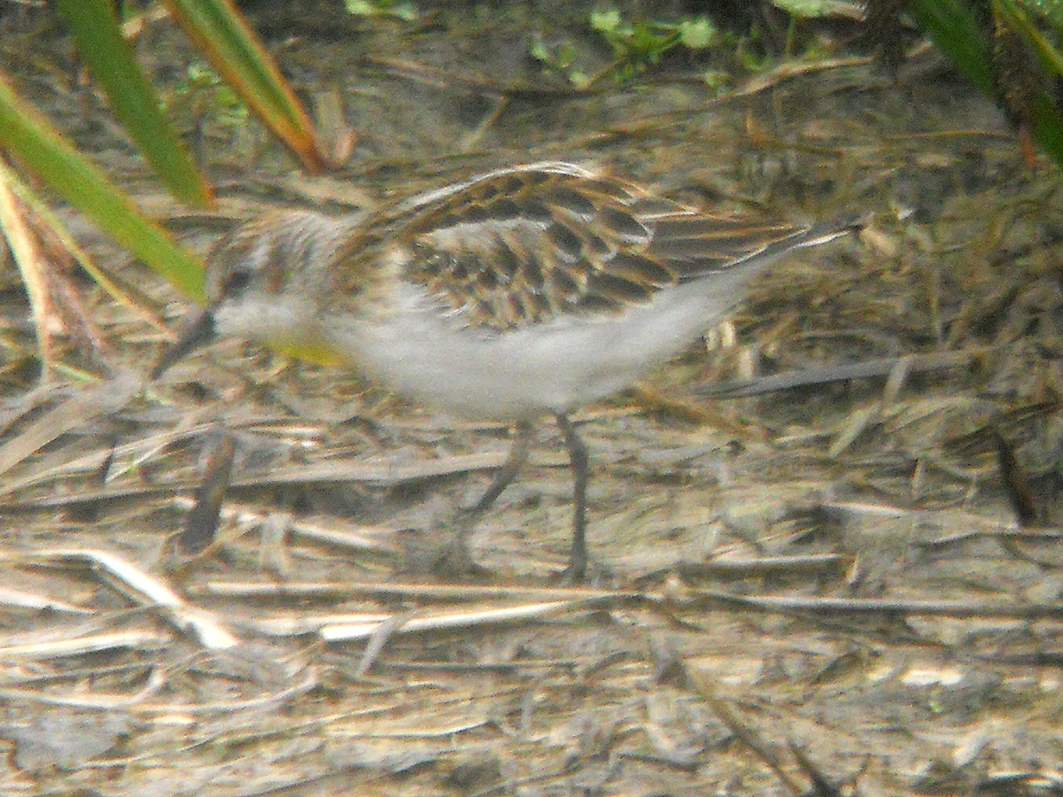 Little Stint