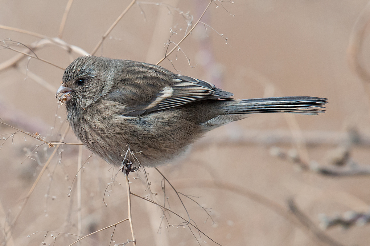 Long-tailed Rosefinch