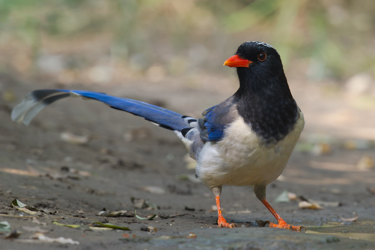 Red-billed Blue Magpie