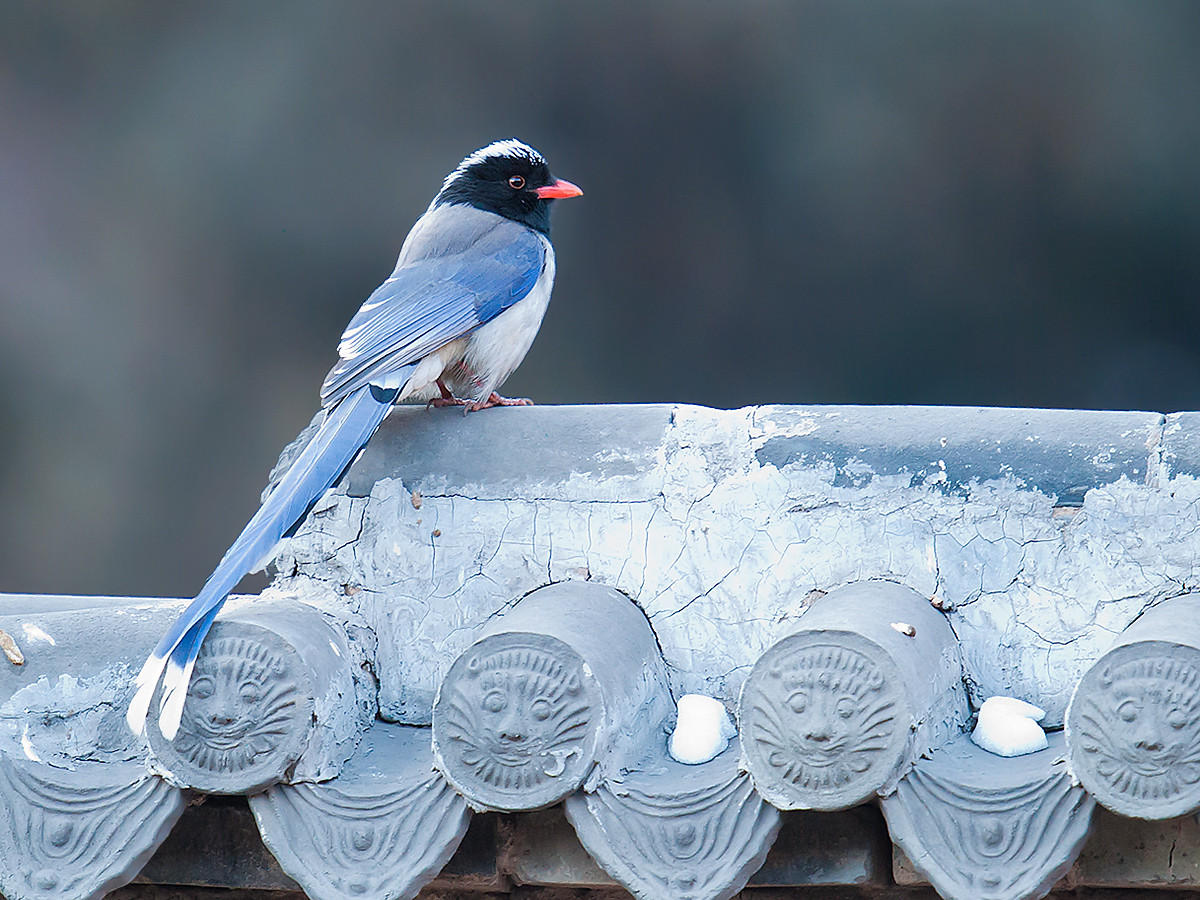 Red-billed Blue Magpie