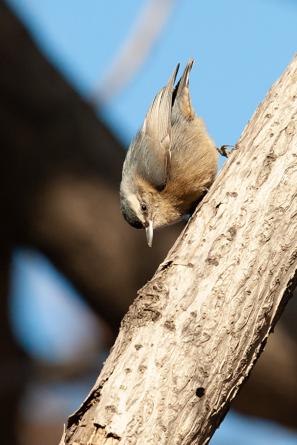 Chinese Nuthatch