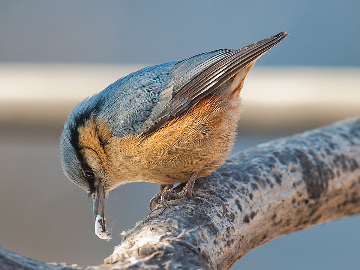 Eurasian Nuthatch