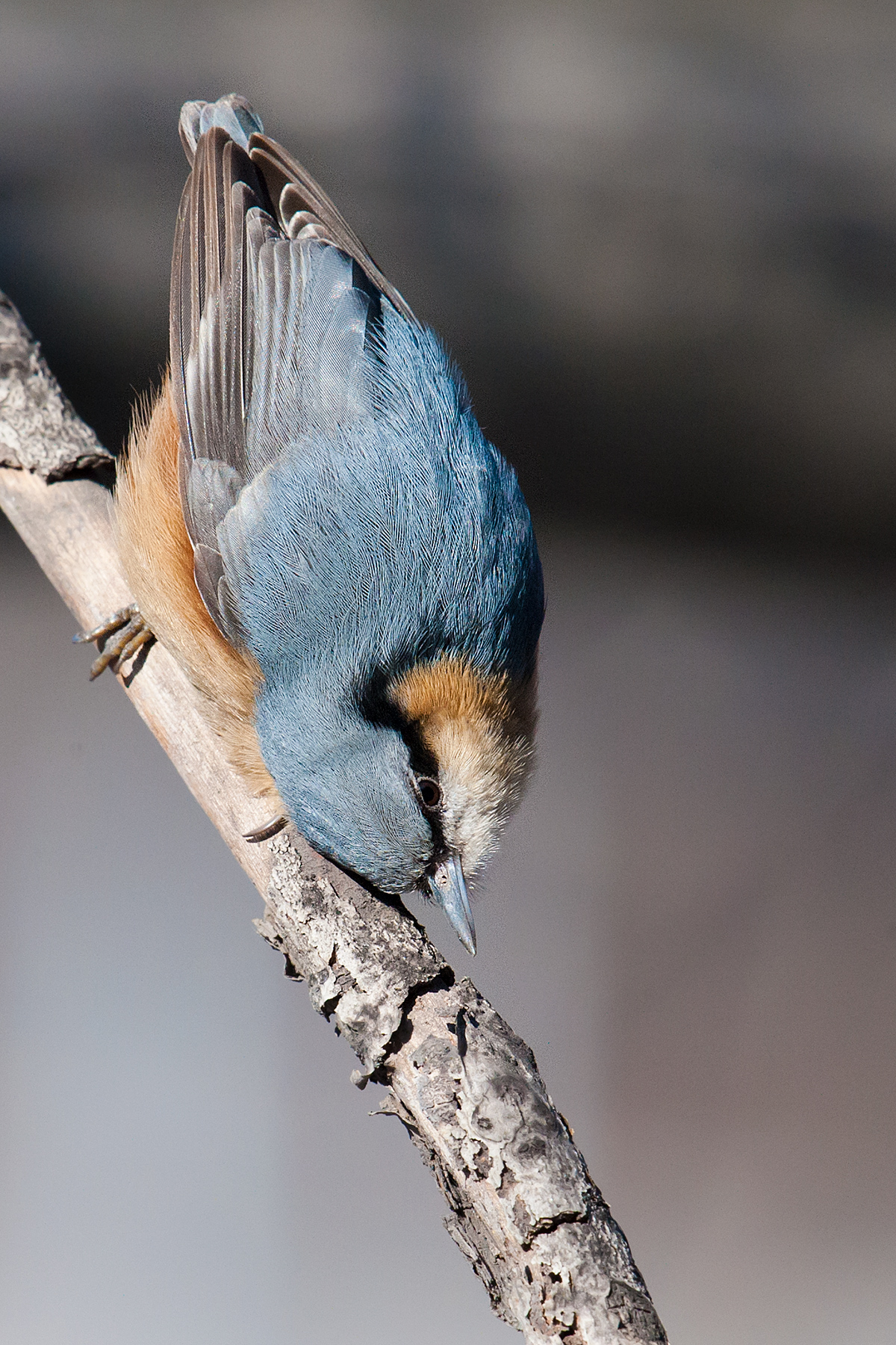 Eurasian Nuthatch