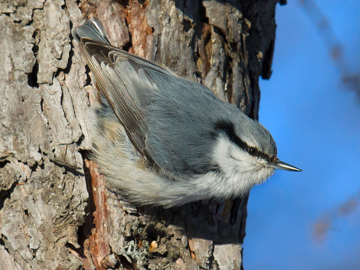 Eurasian Nuthatch