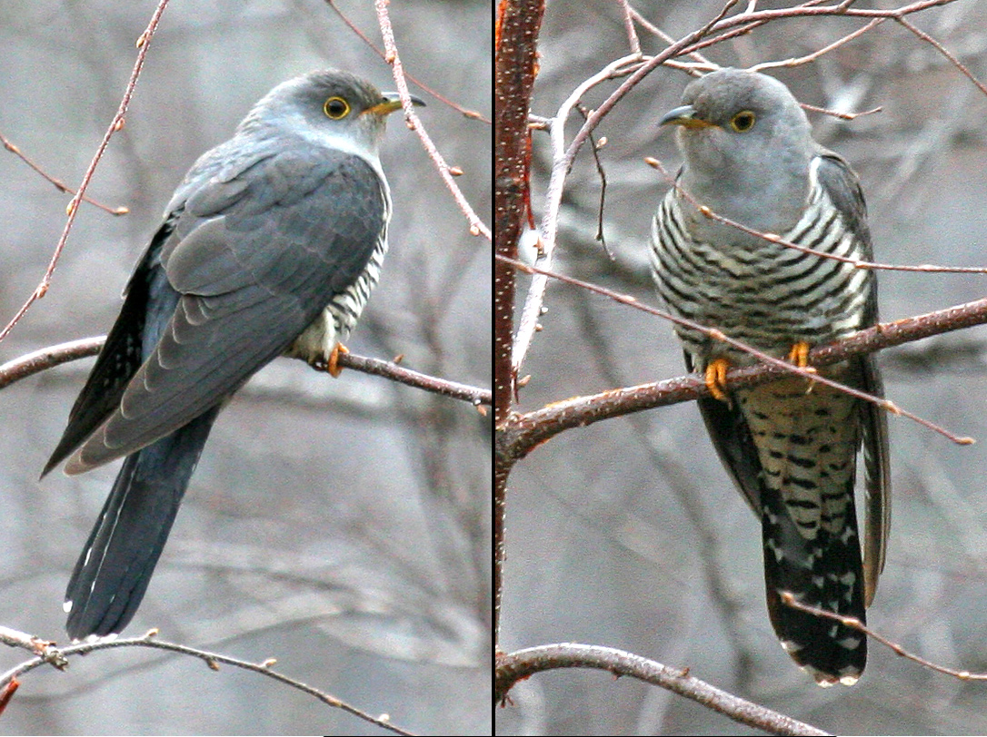 oriental cuckoo