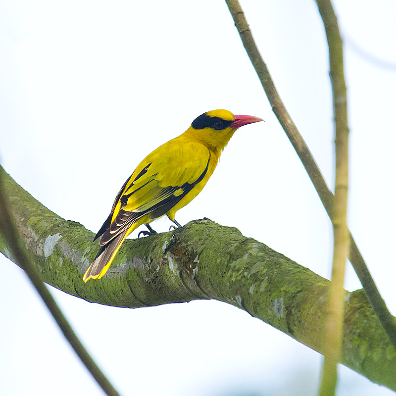 Black-naped Oriole