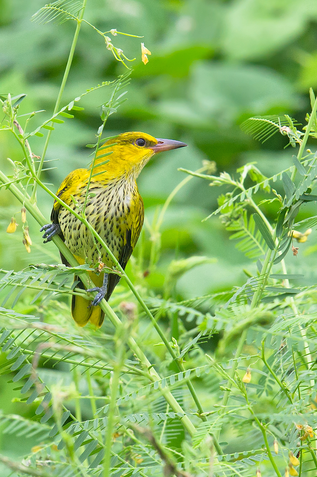 Black-naped Oriole