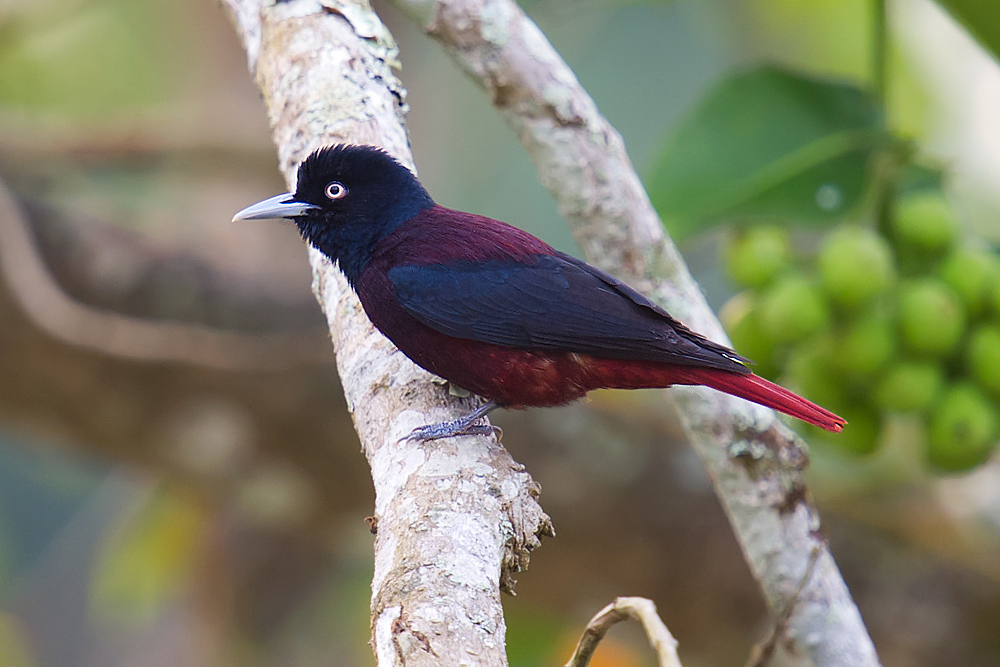 Maroon Oriole