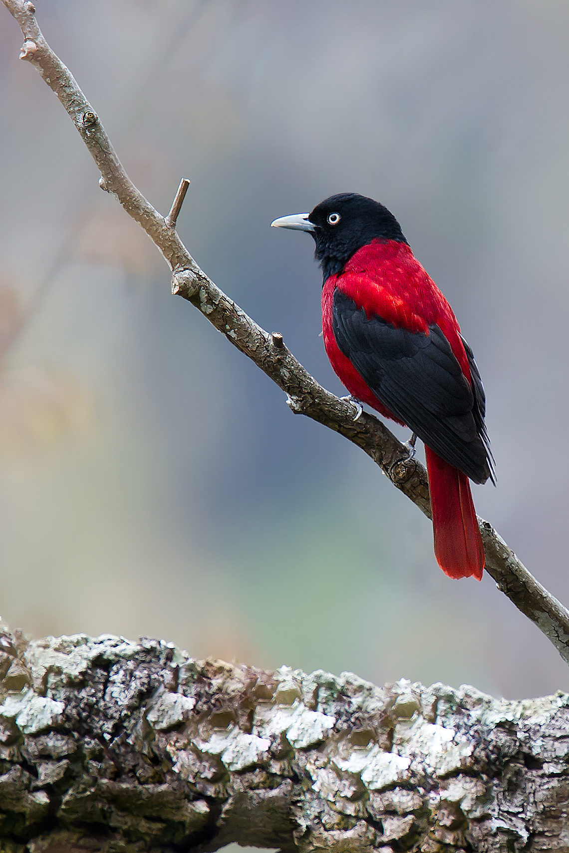 Maroon Oriole