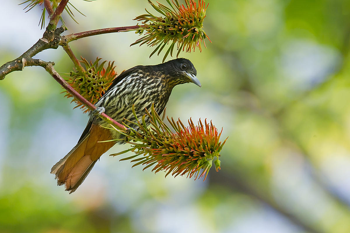 Maroon Oriole