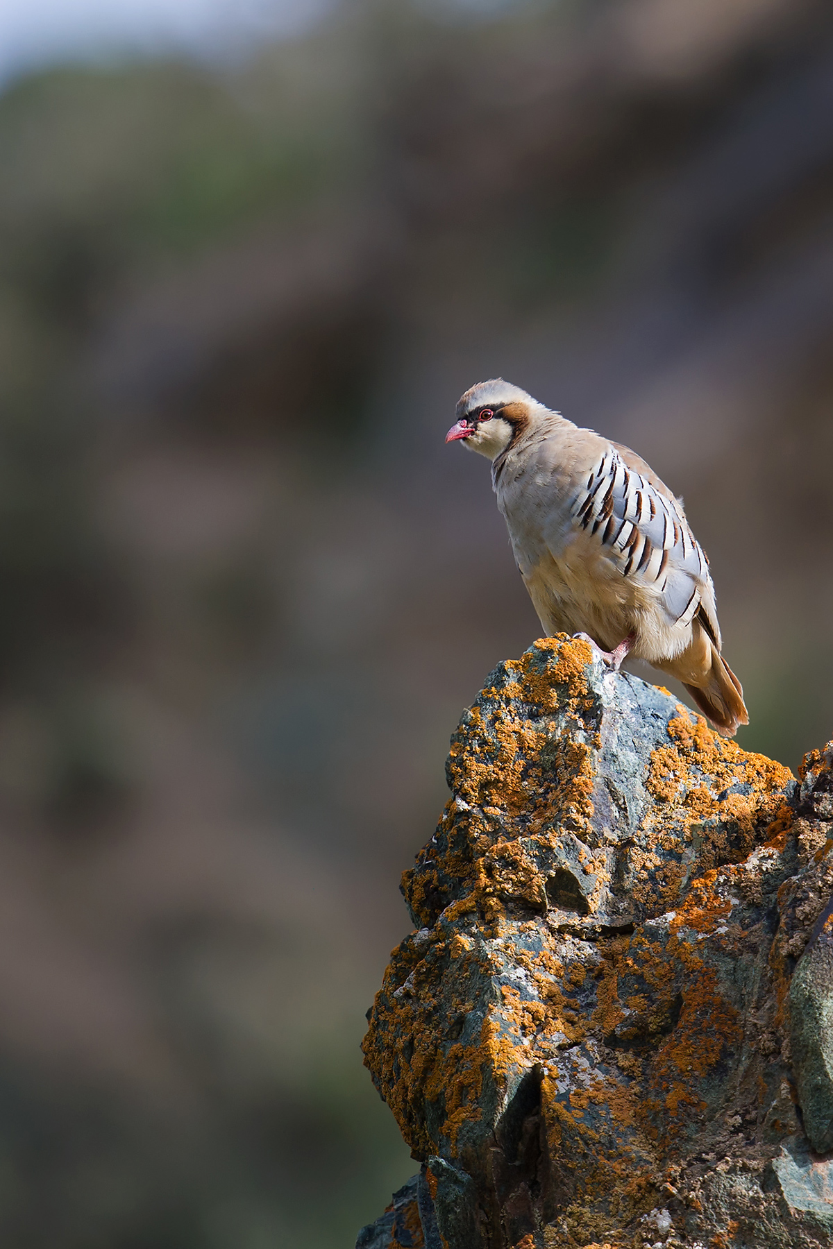 Przevalski's Partridge