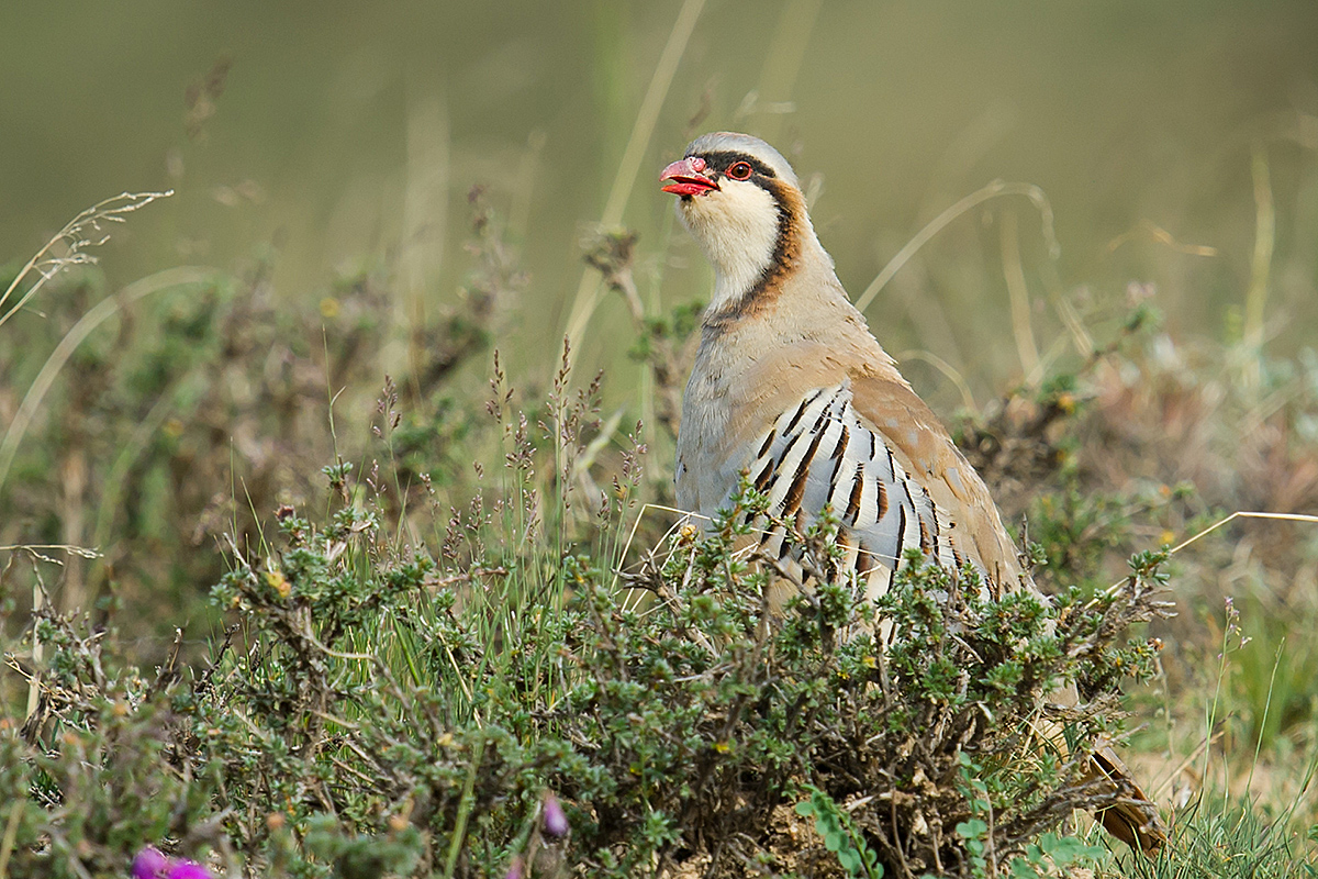 Przevalski's Partridge