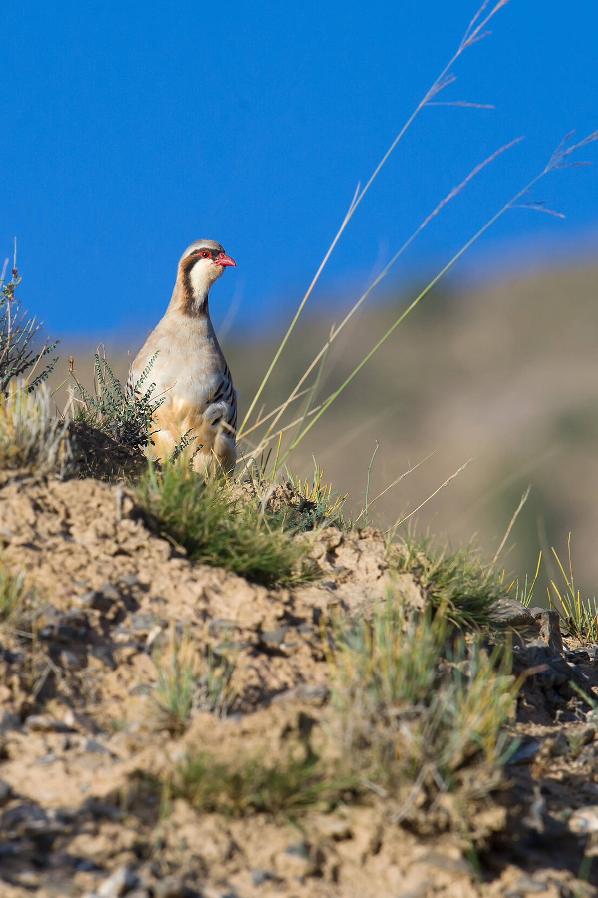 Przevalski's Partridge