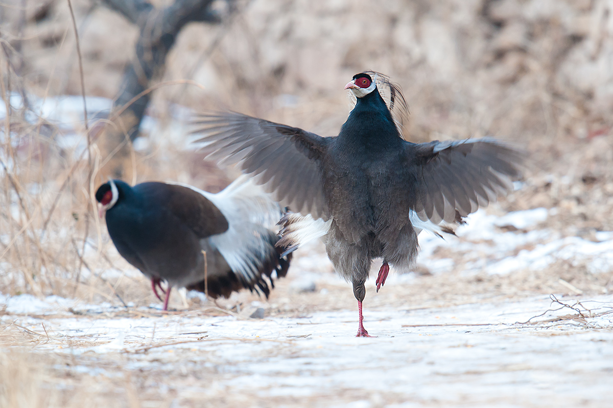 Brown Eared Pheasant Crossoptilon mantchuricum