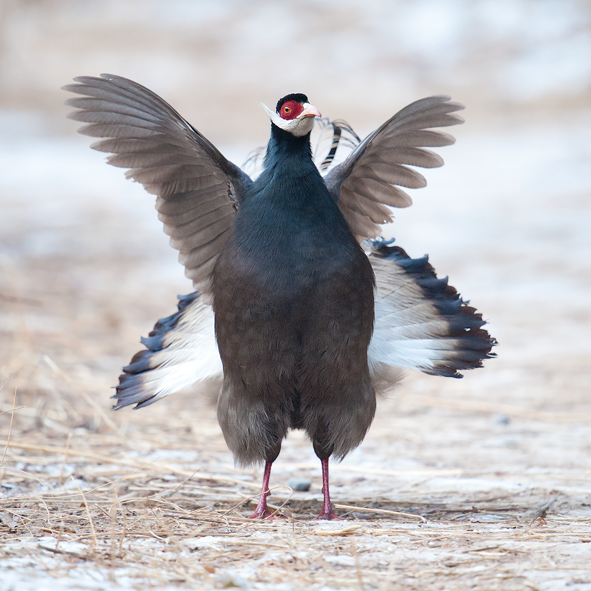 Brown Eared Pheasant Crossoptilon mantchuricum