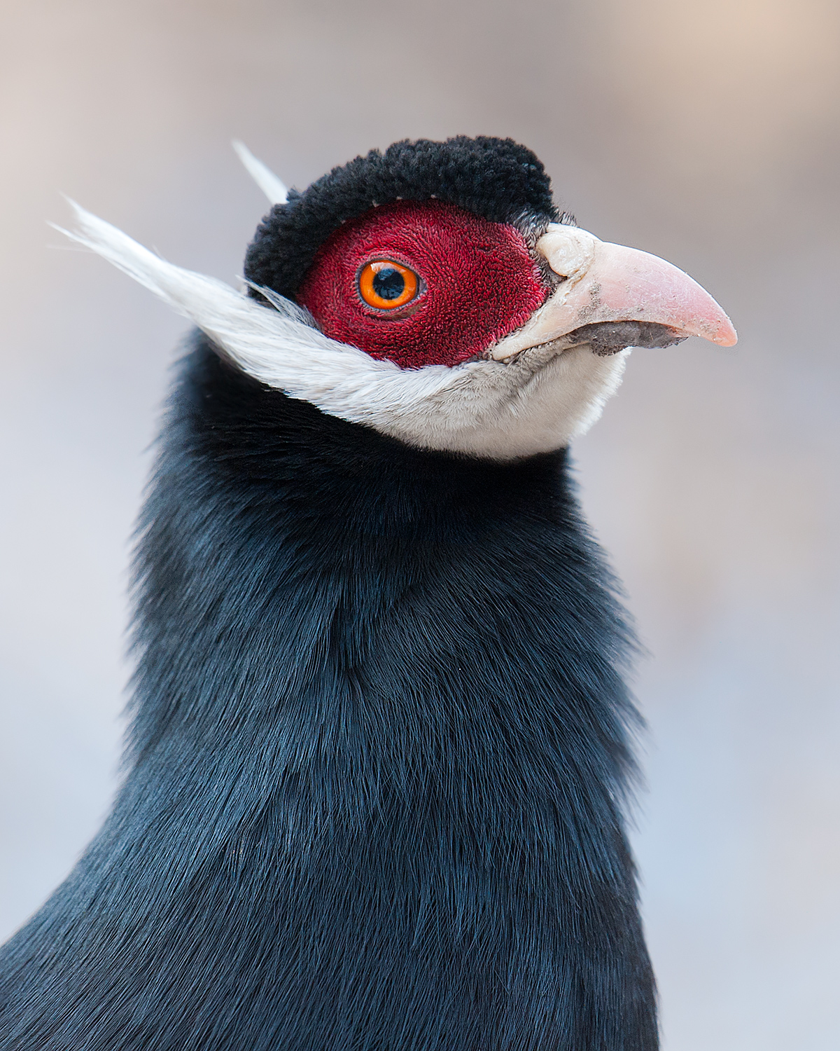 Brown Eared Pheasant Crossoptilon mantchuricum