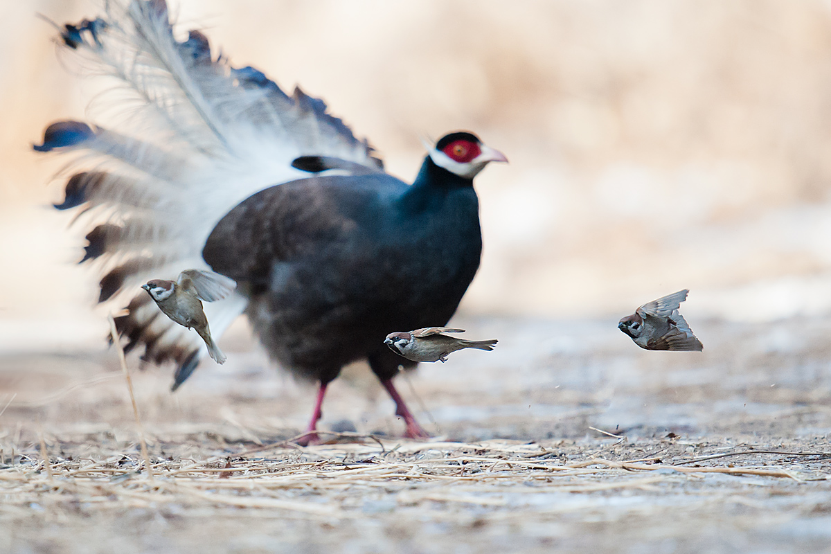 Pheasant and sparrows