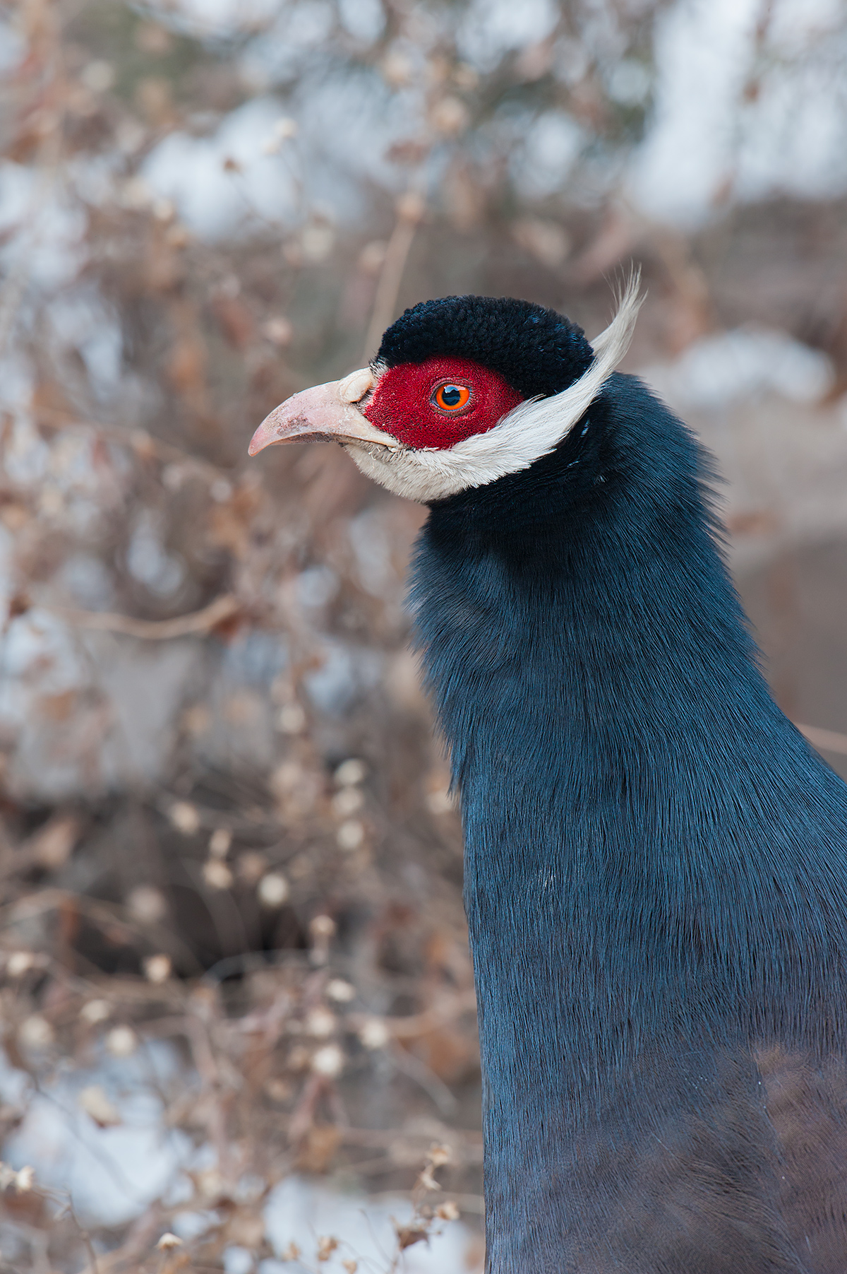 Brown Eared Pheasant