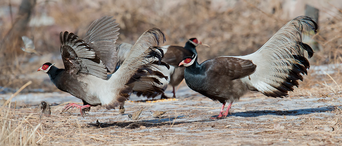 Brown Eared Pheasant