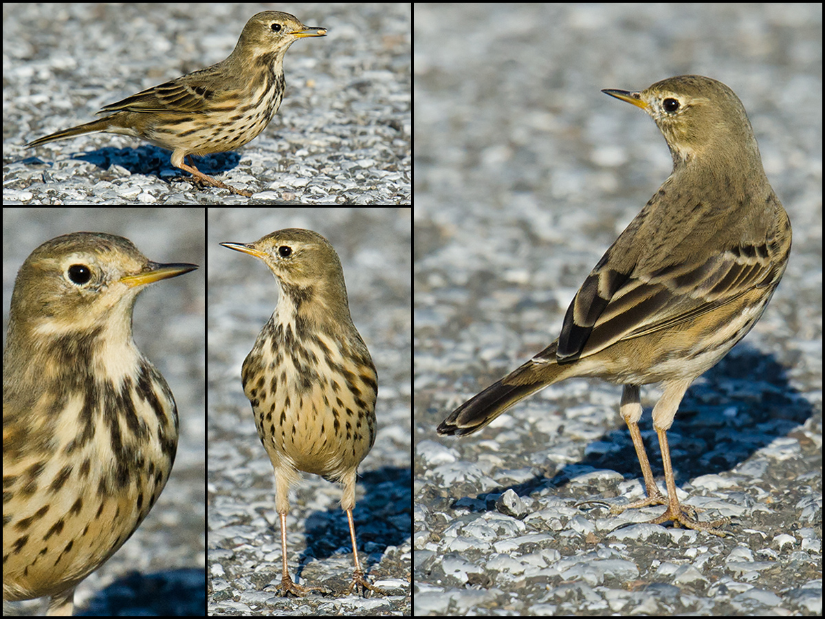 Buff-bellied Pipit