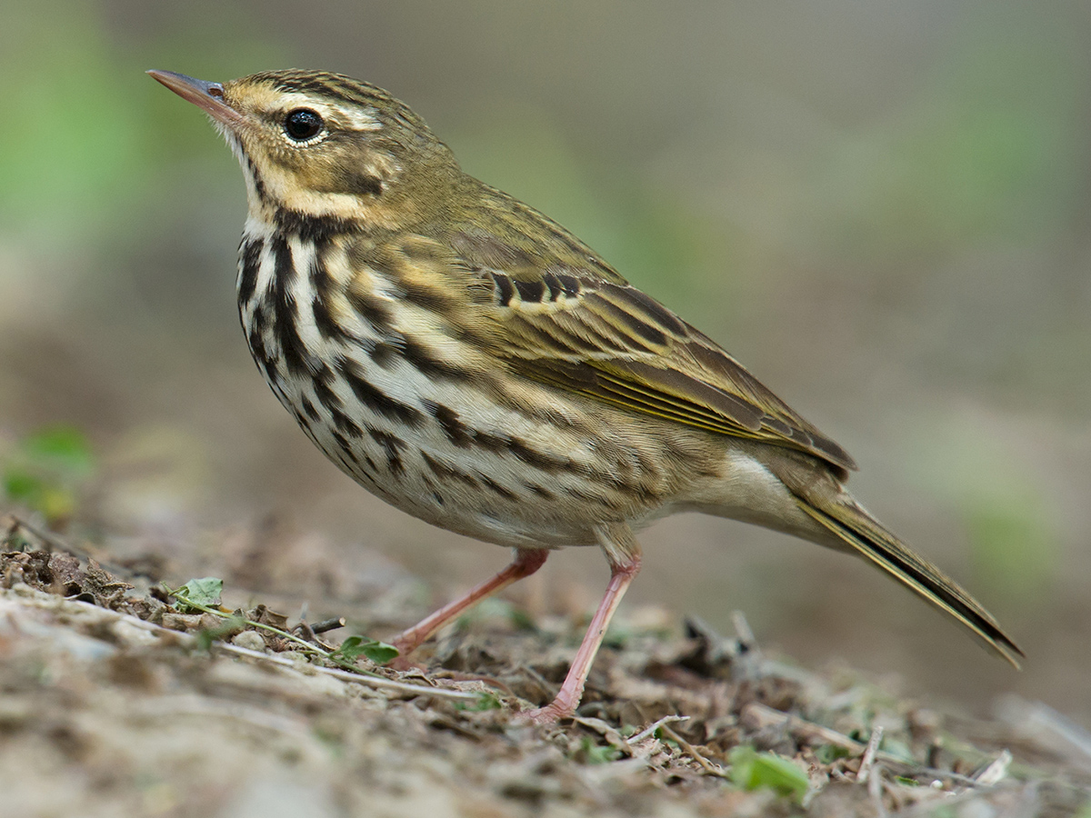 Olive-backed Pipit