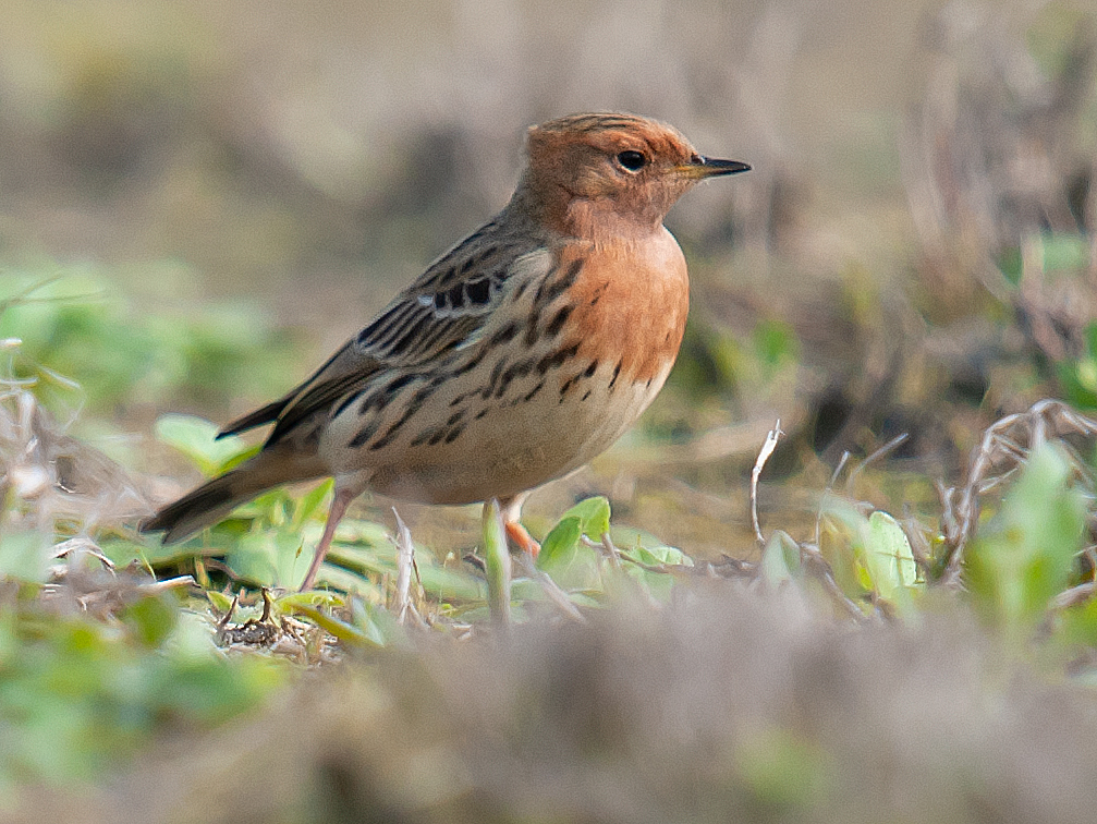 Red-throated Pipit