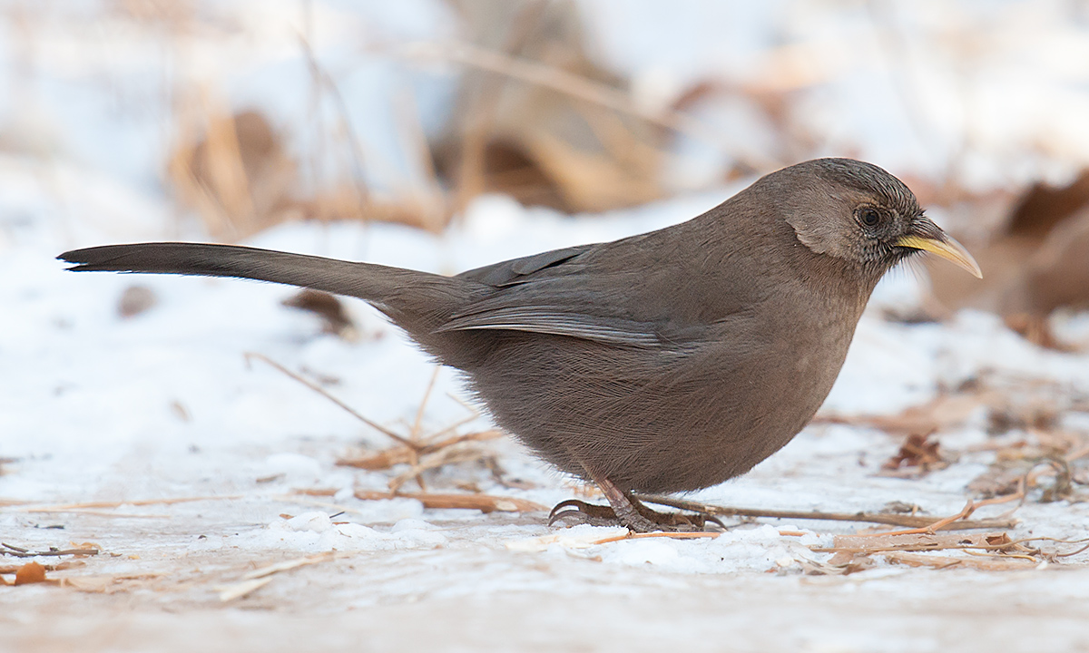 Plain Laughingthrush