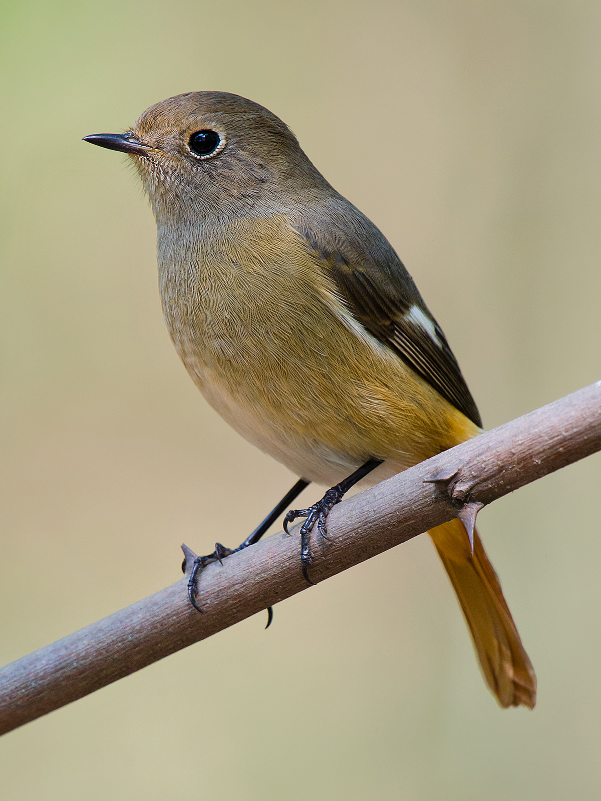 Daurian Redstart