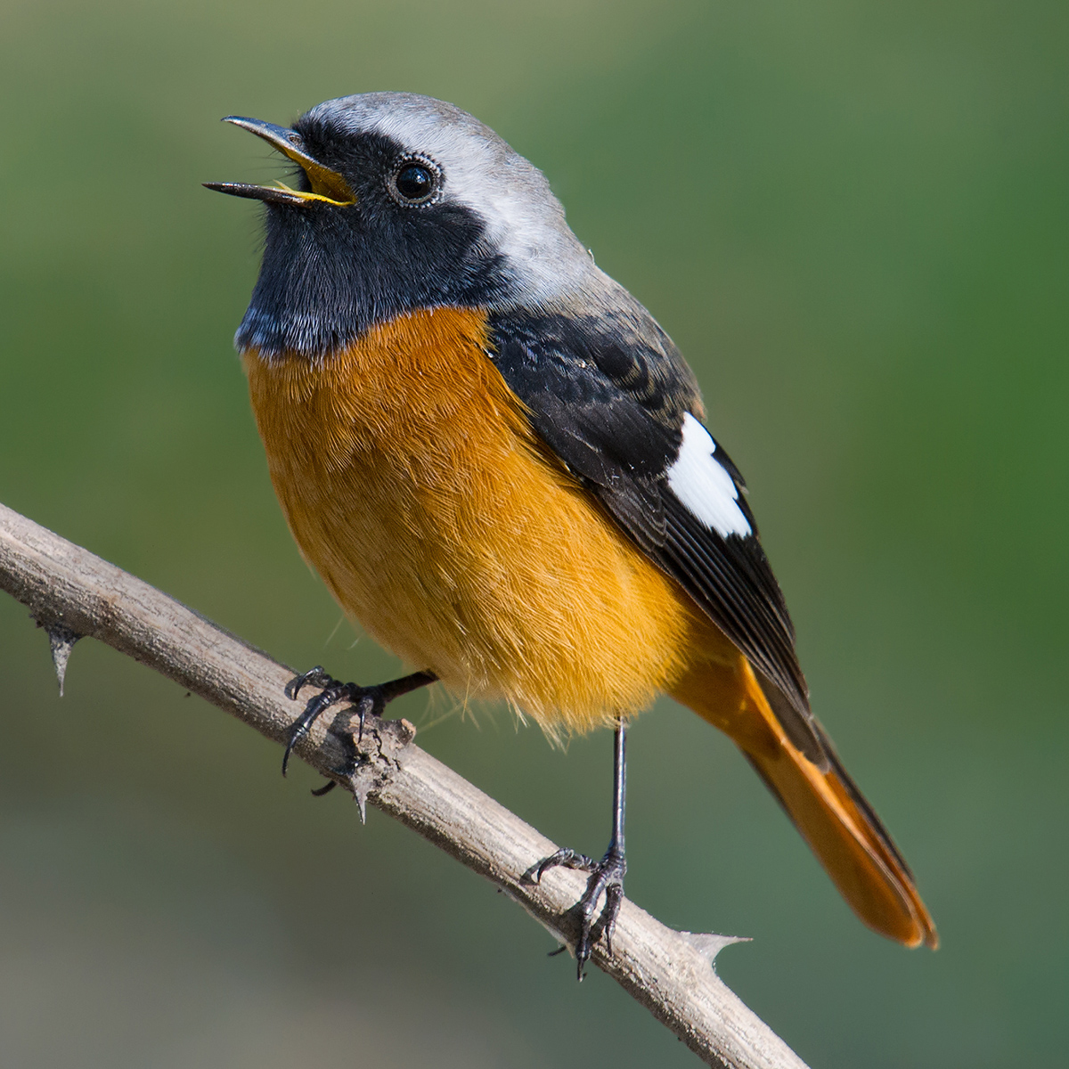 Daurian Redstart