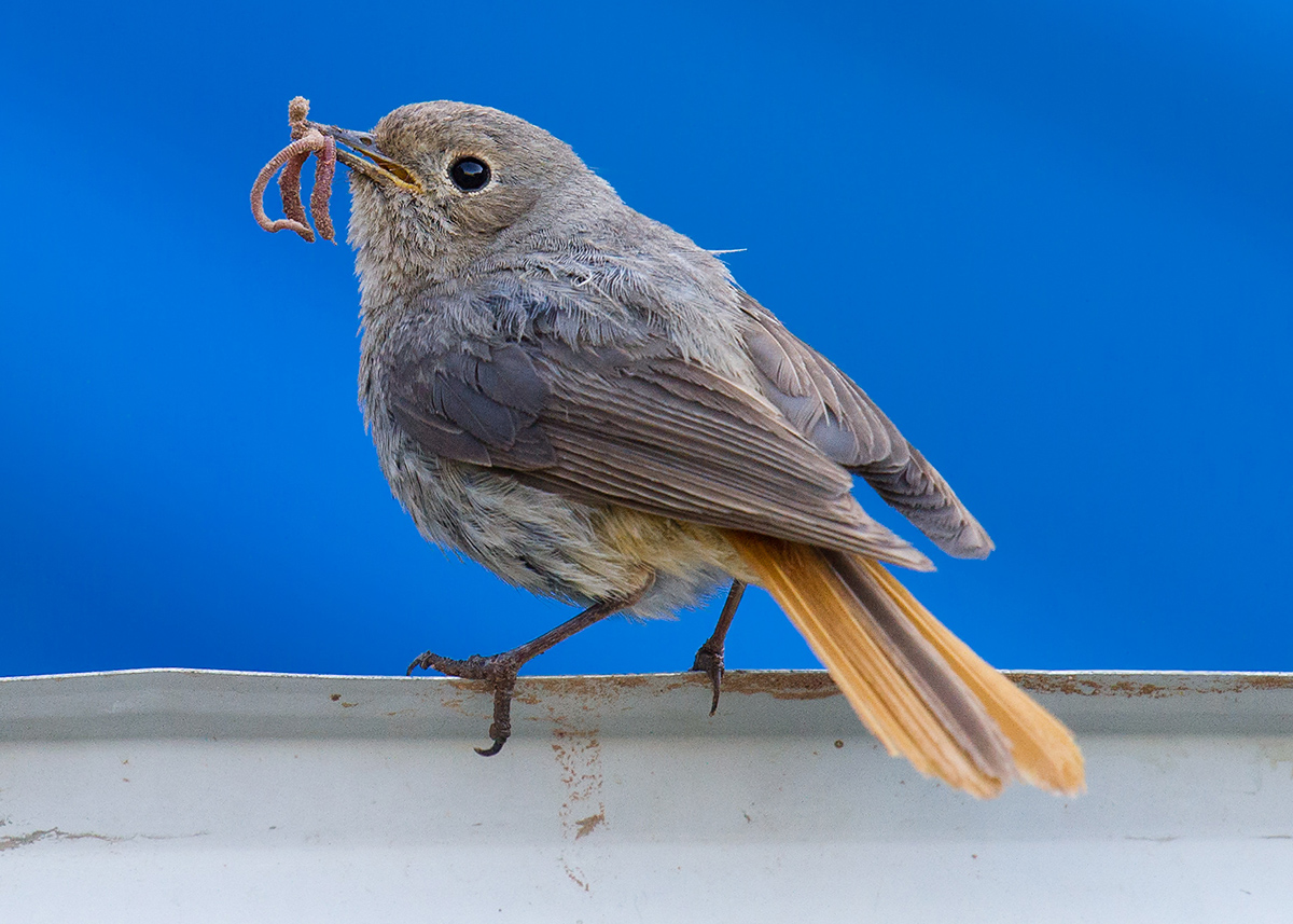 Hodgson's Redstart