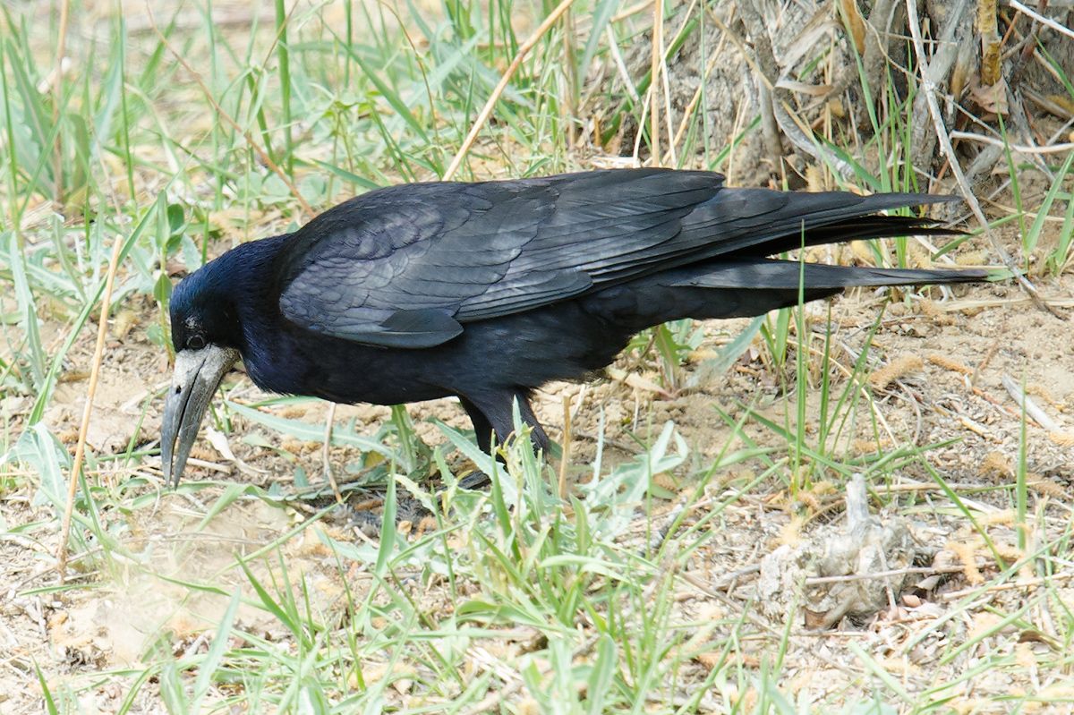 Identification of Juvenile Rooks and Carrion Crows - Corvid Isle