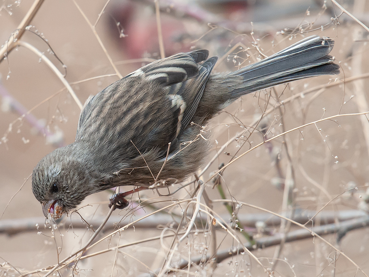 Long-tailed Rosefinch