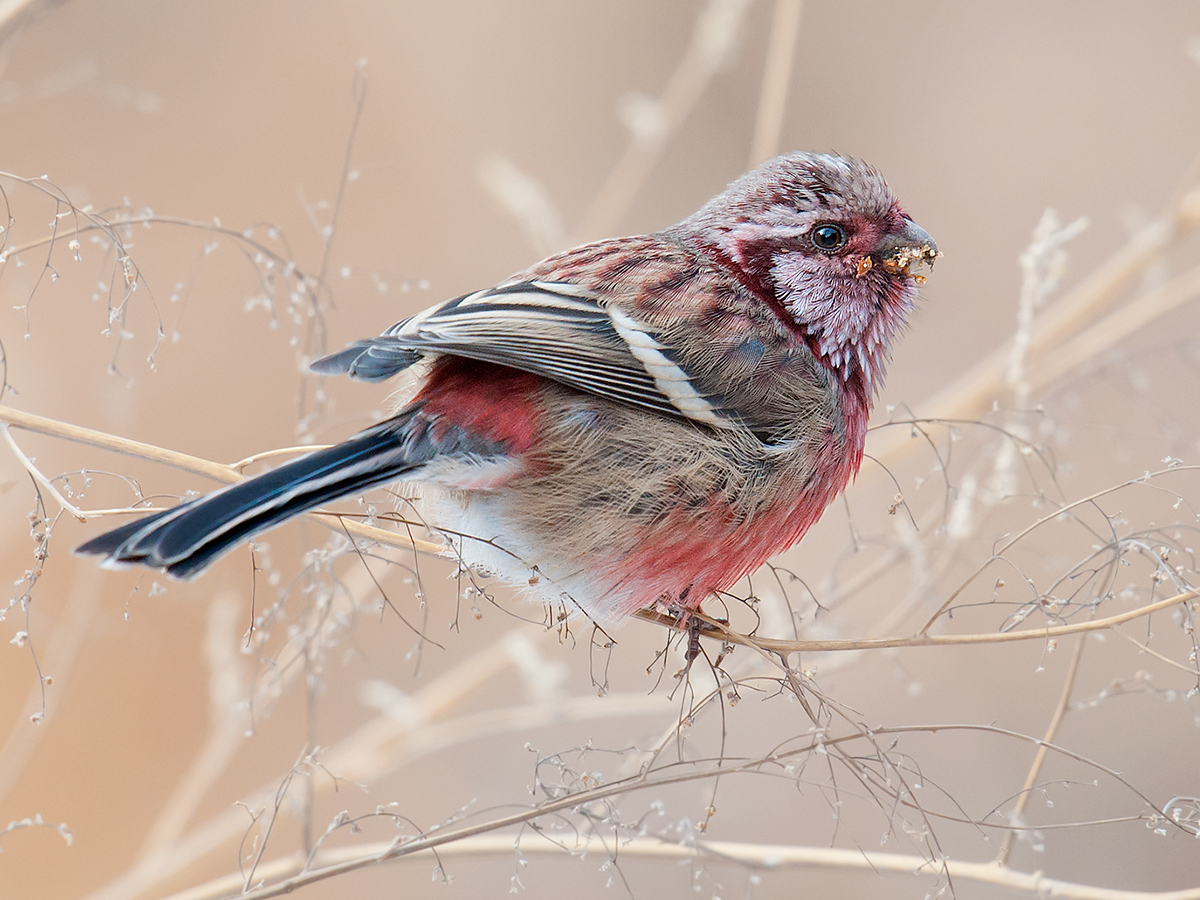 Long-tailed Rosefinch